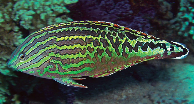 Red Sea leopard wrasse now its own species, Macropharyngodon marisrubri ...