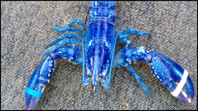 Blue Maine Lobster of incredible rarity hopefully destined for display, Reef Builders