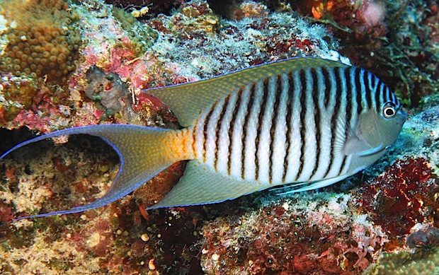 zebra angelfish saltwater