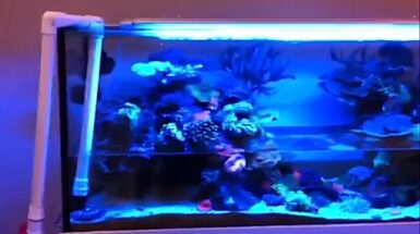 Fix all your fish tank and reef aquarium problems with 95% water ...