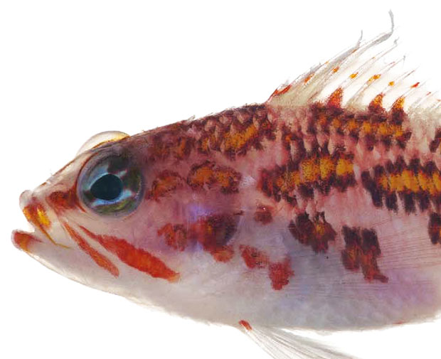 Plectranthias flammeus is a new species from the South Pacific, French  Polynesia | Reef Builders | The Reef and Saltwater Aquarium Blog