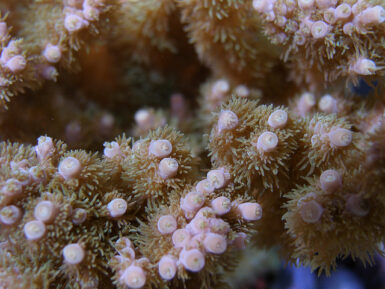 Coral color is NOT necessarily an indicator of success or health | Reef ...