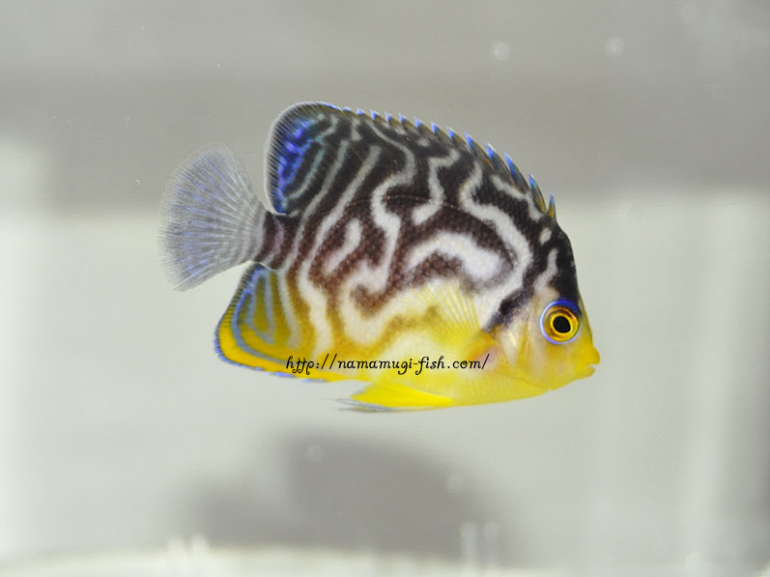 Updates On The Divine New Paracentropyge Multifasciata X P. Venustus 