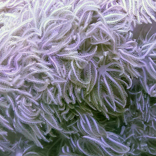Xenia is a popular coral to grow and to frag for home aquariums