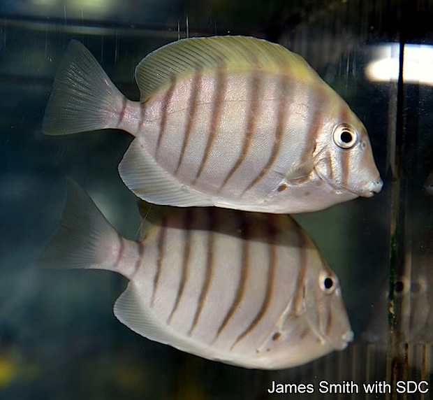 The Zebra Tang has come to US and UK aquariums Reef Builders The