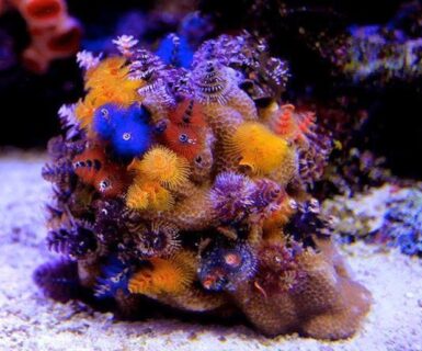 Xmas Tree Worm Rock Porites corals might be due for a comeback | Reef