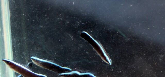 Are these our first look at captive-bred cleaner wrasses?