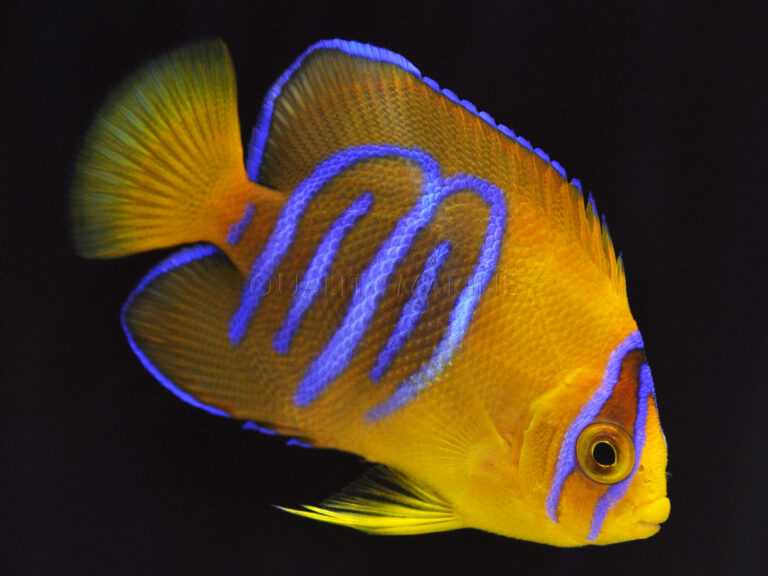 Quality Marine brings aquacultured Clarion Angel to US market | Reef ...