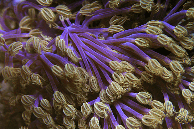 purple-cespitularia