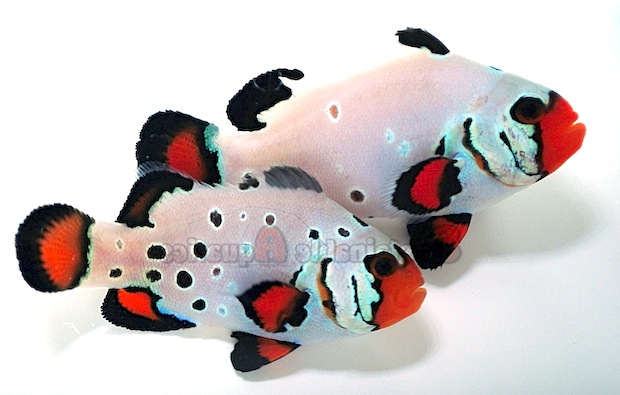 Sustainable Aquatic's new “Frostbite” Designer Ocellaris Clownfish