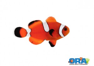 Blood Orange Clownfish is ORA’s first intentional hybrid clown offering ...