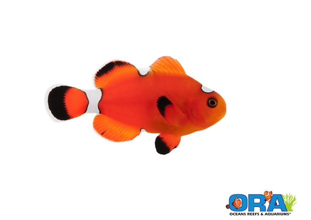 Blood Orange Clownfish is ORA’s first intentional hybrid clown offering ...