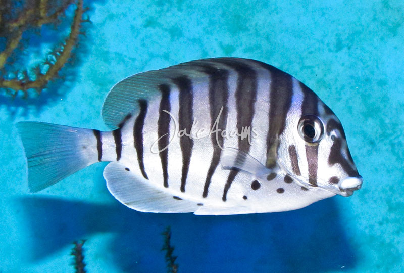 zebra saltwater fish