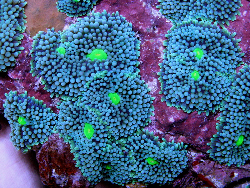 A rainbow of Ricordea | Reef Builders | The Reef and Saltwater Aquarium ...