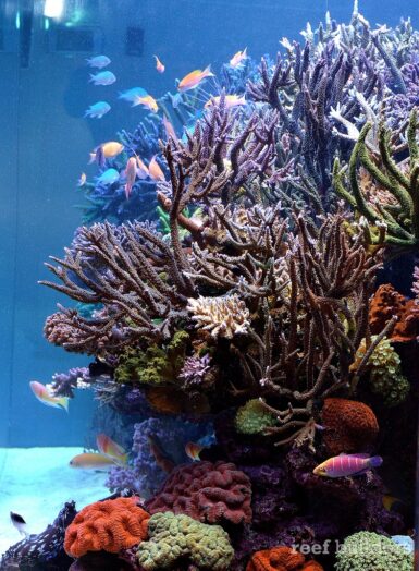 Tales from Thailand: Chingchai’s incredible DSPS tank | Reef Builders ...