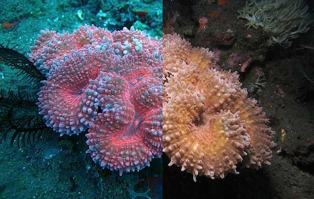 The appearance of an LPS coral at depth with natural and