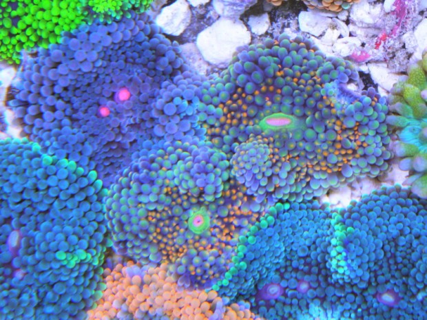 A rainbow of Ricordea | Reef Builders | The Reef and Saltwater Aquarium ...