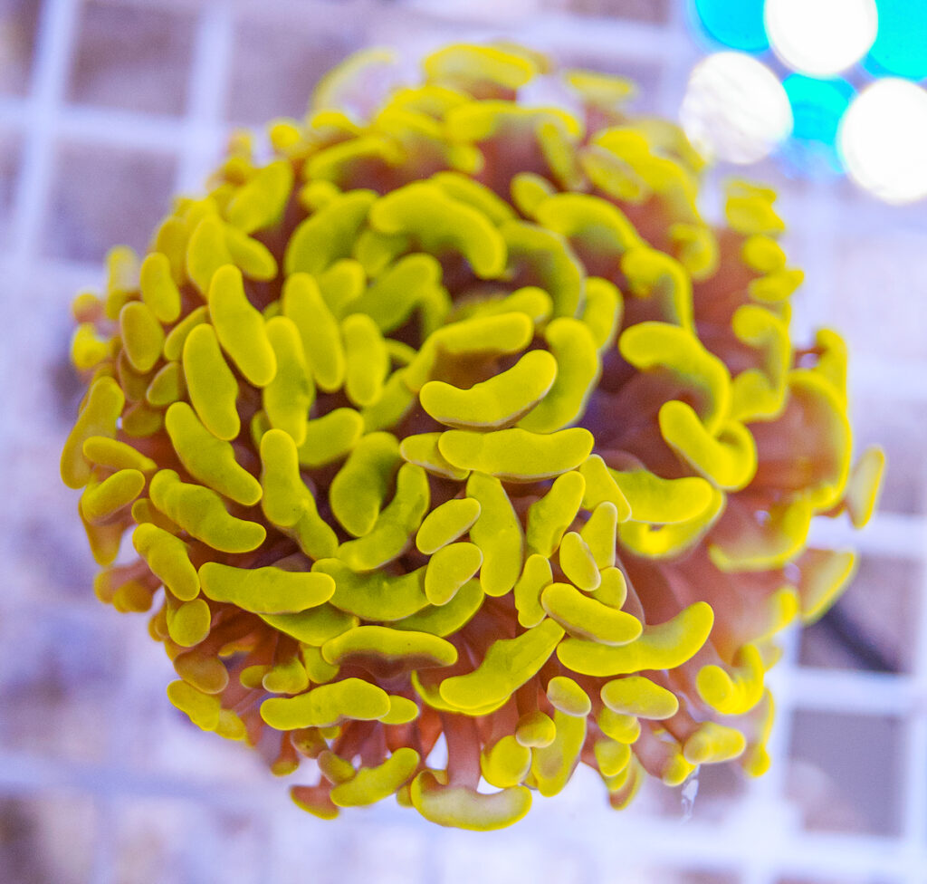 Elite Corals Australia bags an incredible neon highlighter yellow