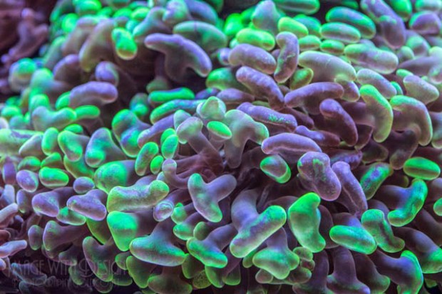 The Hammer Coral Cube is a Euphyllia-dominated masterpiece | Reef ...