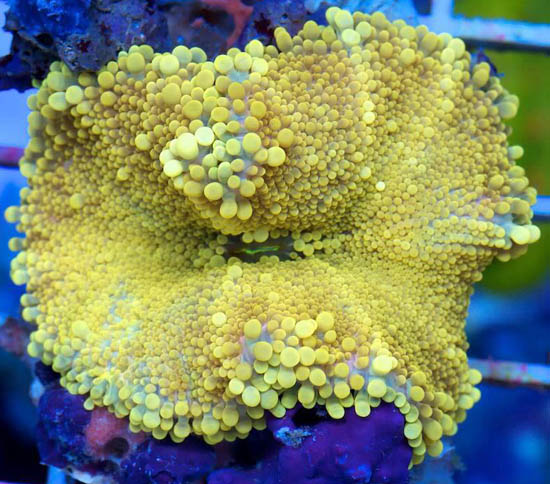 The Shroom Room reminds us why we love Corallimorphs so much | Reef ...