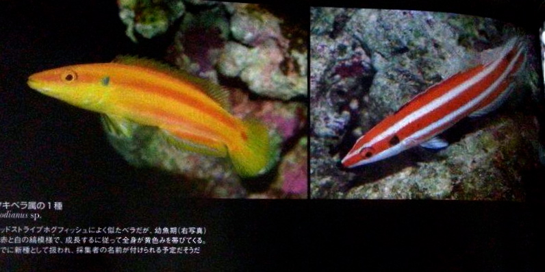 A page from the newest edition of Marine Aquarist no. 70 edition showing the same red/white Bodianus as it grows into a yellow Bodianus "kimura".