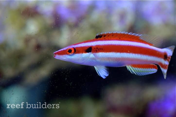 A Bodianus "opercularis", so we thought. What if we told you now that this fish would grow up to become Bodianus "kimura"?