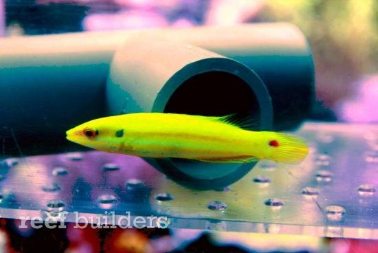 A juvenile B. "kimura". The fish has grown up now and looks exactly like the adult we all know of.