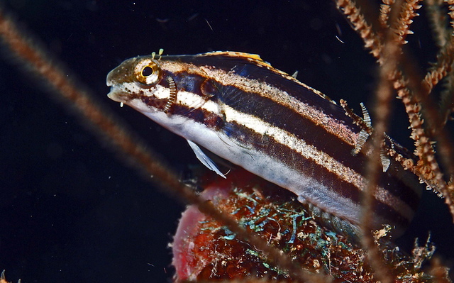 Meiacanthus anema