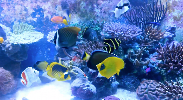 Andrew Sandler’s reef tanks are a cumulative 1,600 gallons of awesome ...