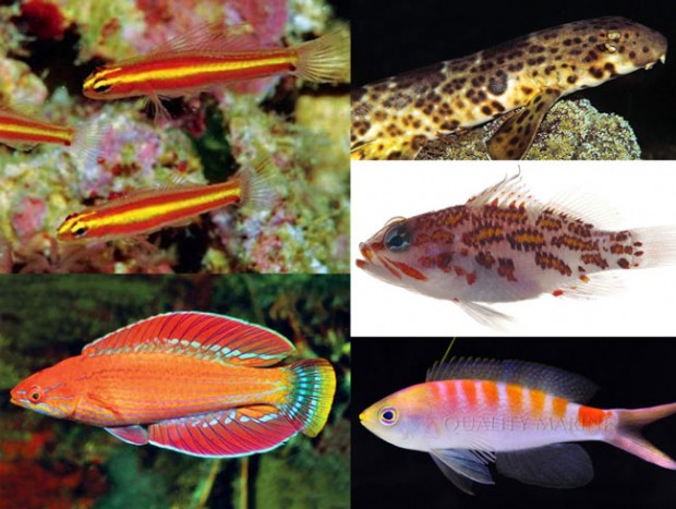 The five best new reef fish species of 2013 | Reef Builders | The Reef ...