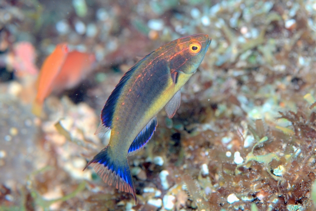 Awesome Fish Spotlight: Cirrhilabrus brunneus, specter of darkness ...