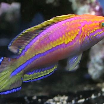 The dwarf pintail fairy wrasses are finally coming | Reef Builders ...