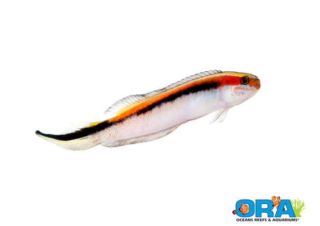 Captive-bred Eastern Hulafish, Trachinops taeniatus, the newest introduction from ORA