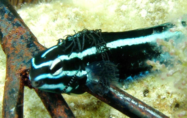 Marine leeches are a poorly known and rare group of macro