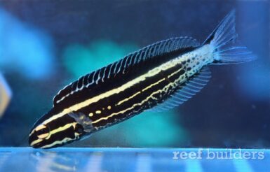 The juvenile Kamohara fang blenny is scribblier and more cryptic than ...