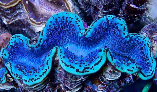 Red Sea Maxima Clams Are Back In The Aquarium Hobby Reef Builders The Reef And Saltwater 