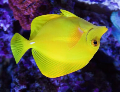 Yellow tang seems to enjoy swimming upside down (video) | Reef Builders ...