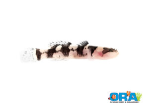 The latest release from ORA - the captive-bred Jaguar Goby.
