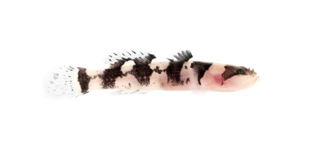 The latest release from ORA - the captive-bred Jaguar Goby.