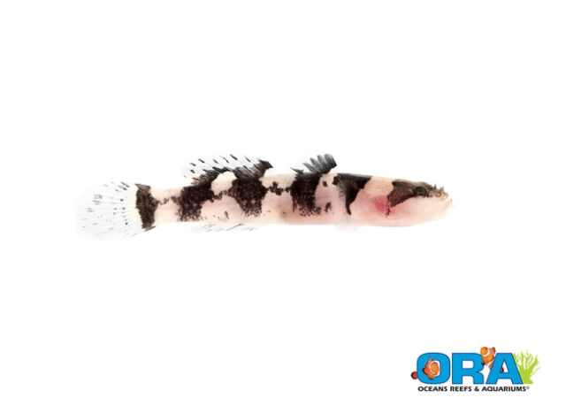 The latest release from ORA - the captive-bred Jaguar Goby.