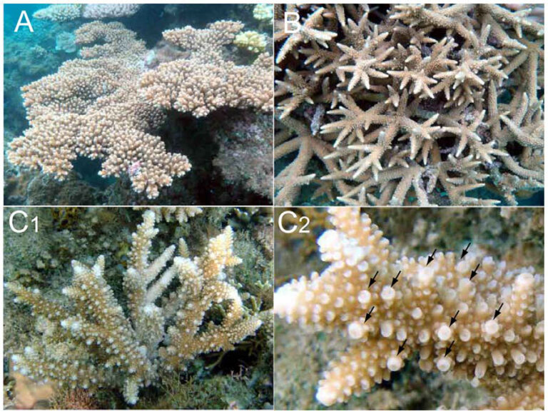 Pacific Acropora hybrid intentionally crossed and a wild colony ...