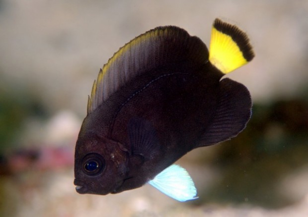 We’ve Never Seen This Uber Rare Angelfish Look Like This! | Reef ...