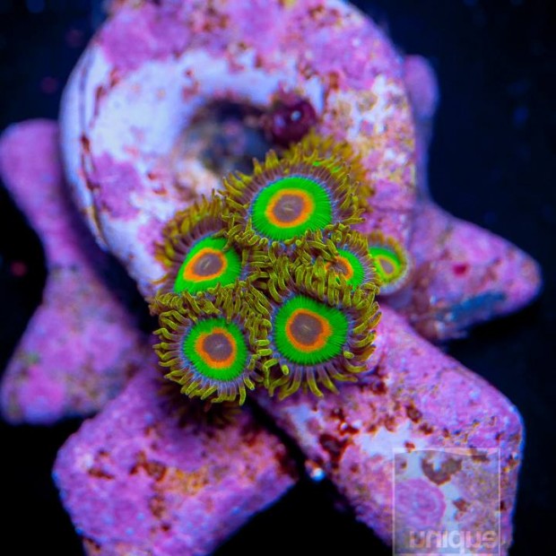 Unique Corals charity aims to fund cancer research with “Corals for the