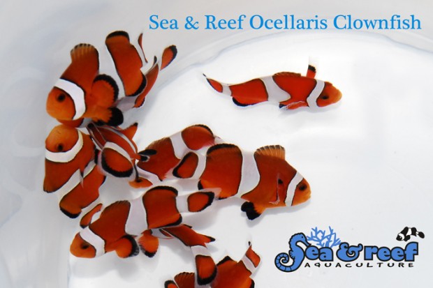 Sea & Reef Brings Back C-Quest Wide Bar Gladiator Ocellaris Clownfish ... - Ocellaris Clownfish Breeding In Reef Tank