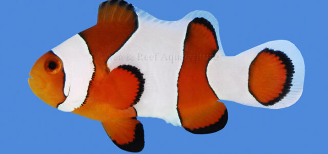 Wide Bar Gladiator Clownfish by Sea & Reef Aquaculture