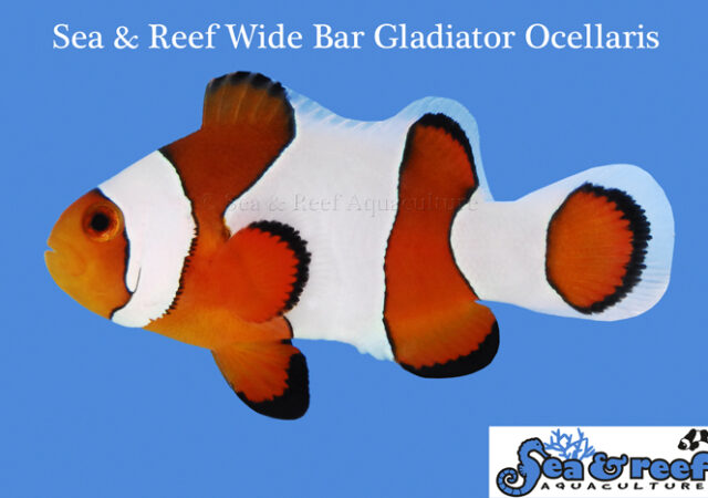 Wide Bar Gladiator Clownfish by Sea & Reef Aquaculture