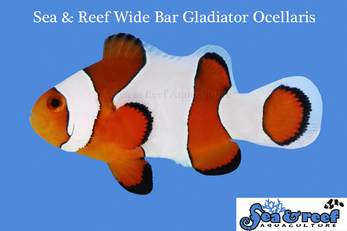 Wide Bar Gladiator Clownfish by Sea & Reef Aquaculture