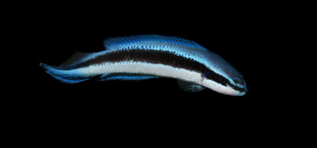 ORA's new Electric Indigo Dottyback, a hybrid of undisclosed origins at this time - Image courtesy ORA