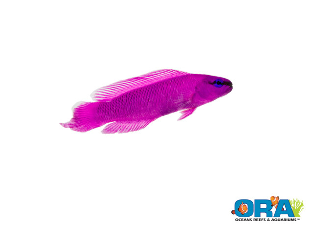 ORA Orchid Dottyback - Pseudochromis fridmani - Image Courtesy ORA