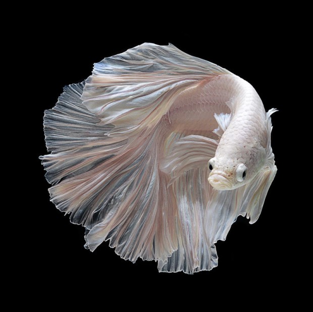 Check out these surreal pics of Siamese fighting fish | Reef Builders